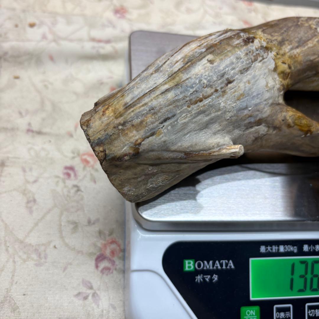 海松　深海松　レインボーコーラル　置物　素材　原木