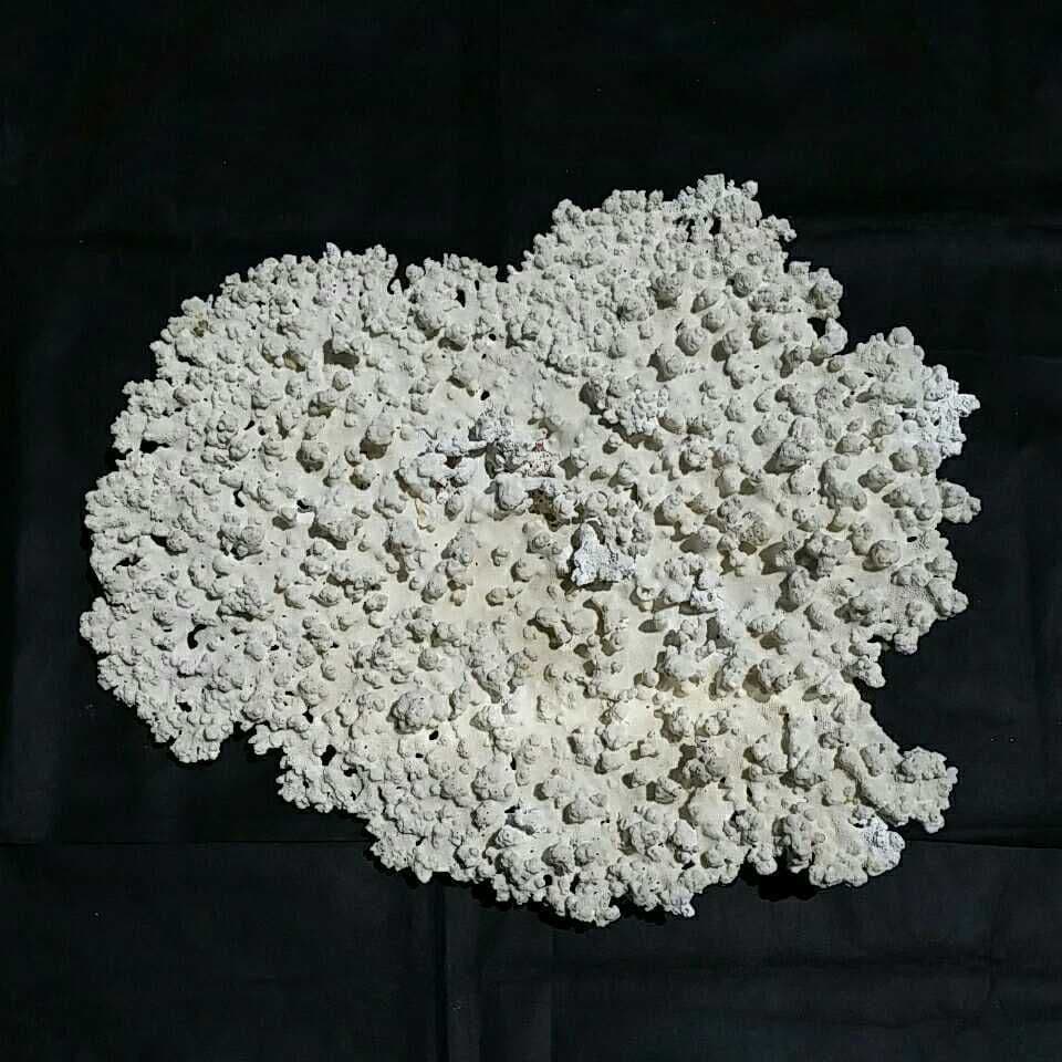 特大 飾り 珊瑚 テーブル サンゴ礁 置物 白 海水魚 水槽 レイアウト