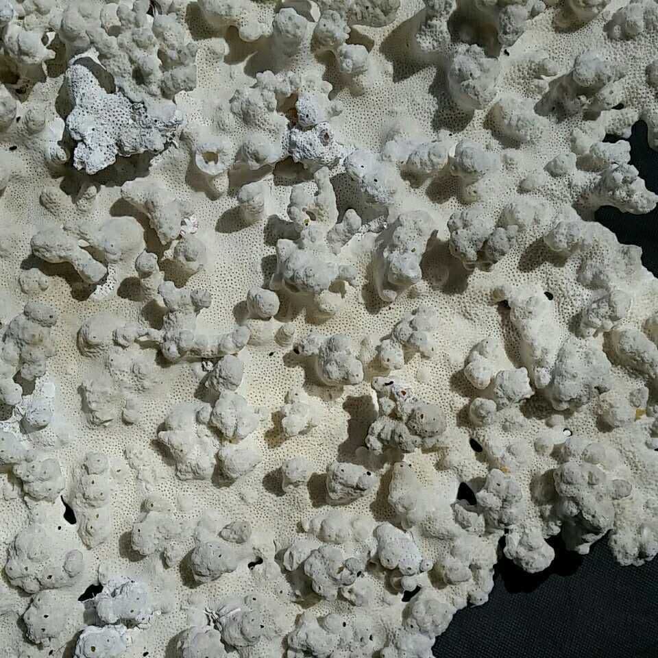 特大 飾り 珊瑚 テーブル サンゴ礁 置物 白 海水魚 水槽 レイアウト