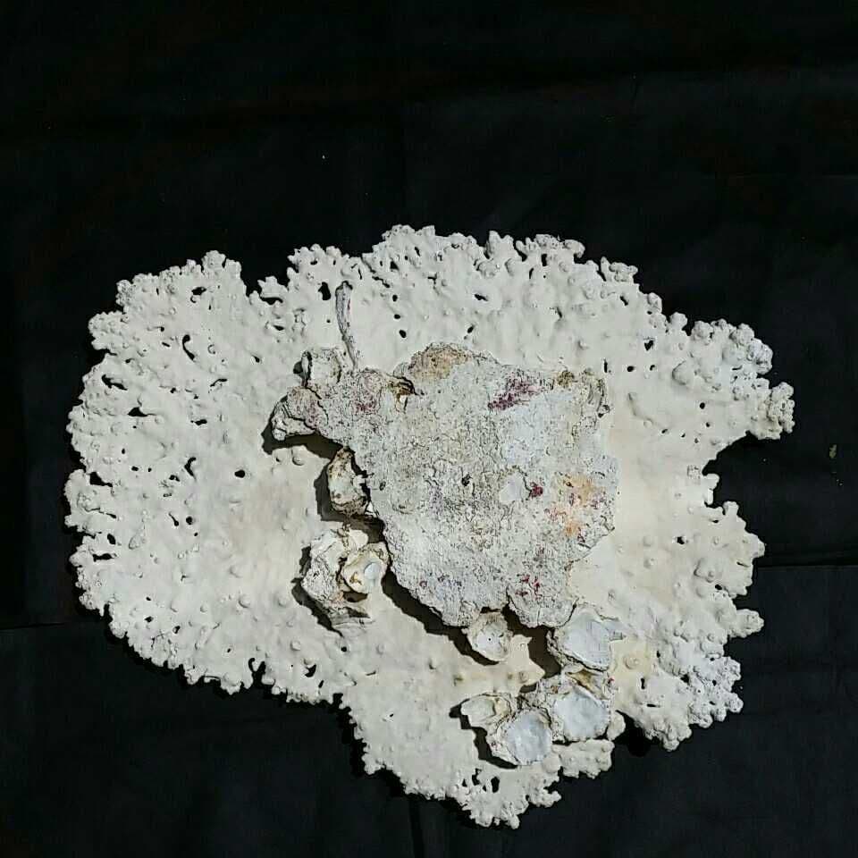 特大 飾り 珊瑚 テーブル サンゴ礁 置物 白 海水魚 水槽 レイアウト