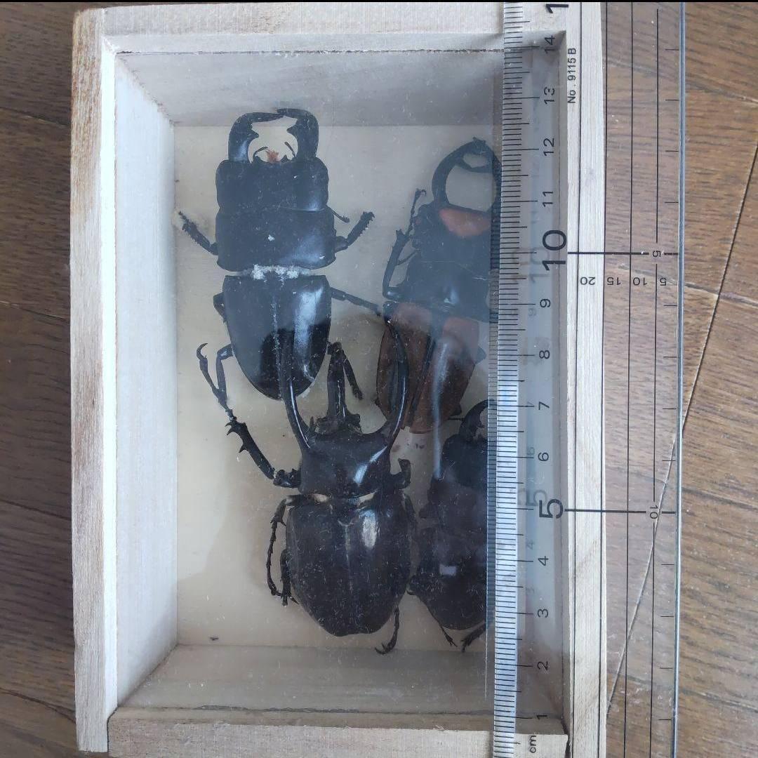 カーニバル　約40匹カブトクワガタ本物標本まとめ売り