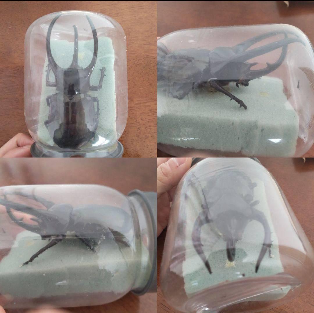 カーニバル　約40匹カブトクワガタ本物標本まとめ売り