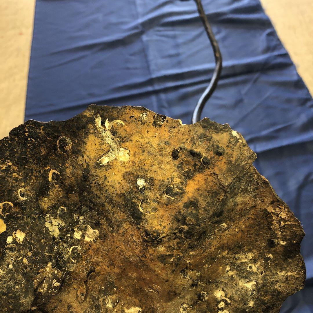 海松　原木　黒珊瑚　長さ90cm根本枝直径３cm