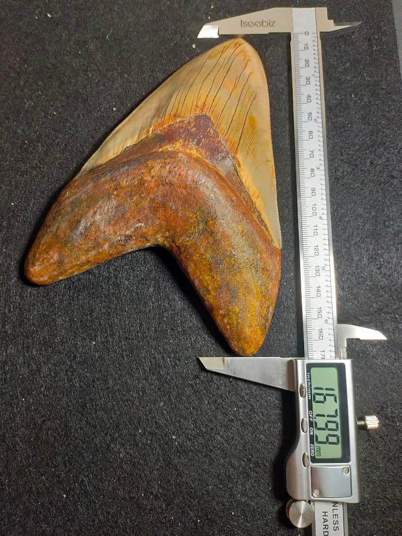 最大級　167mm　メガロドン　歯　化石　サメの歯　恐竜