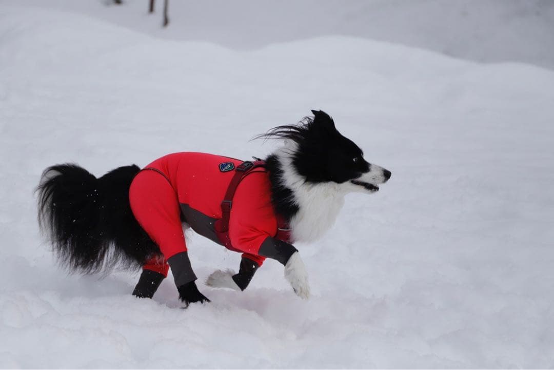 アルファアイコン　ダブルフルドッグガード　3L