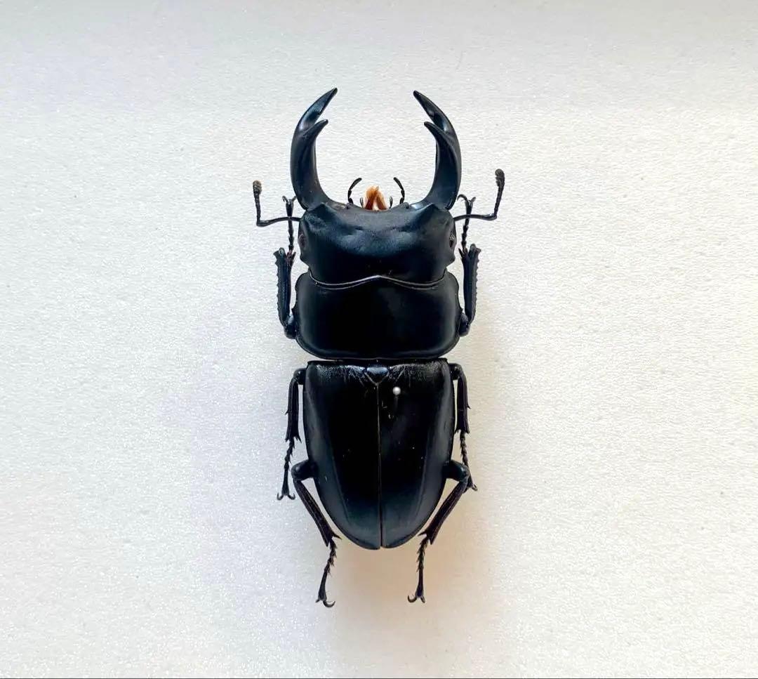 オオクワガタ　野外品