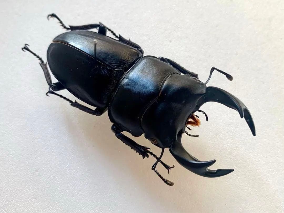 オオクワガタ　野外品