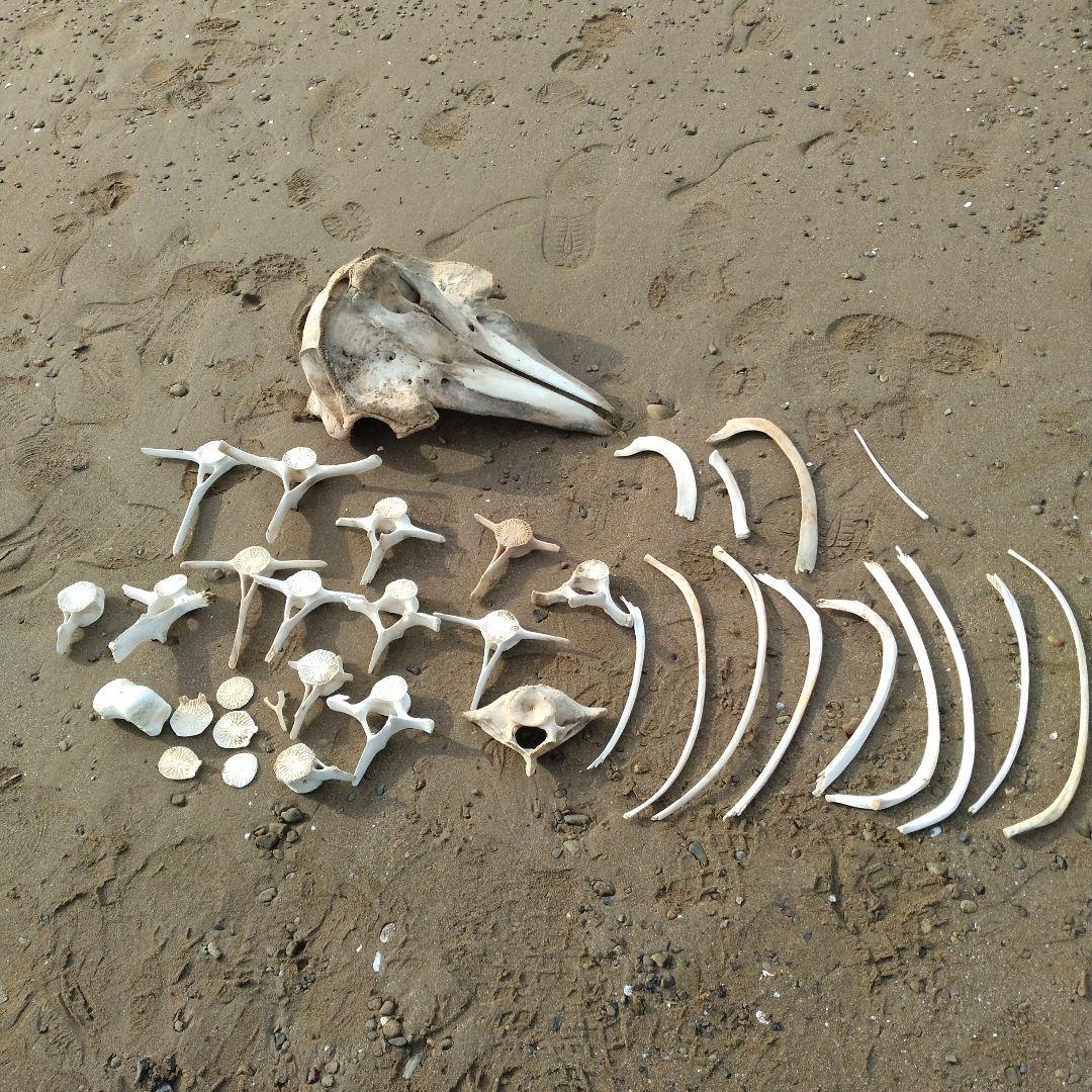 イルカの骨　セット売り