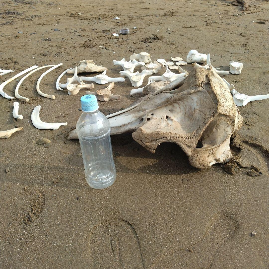 イルカの骨　セット売り