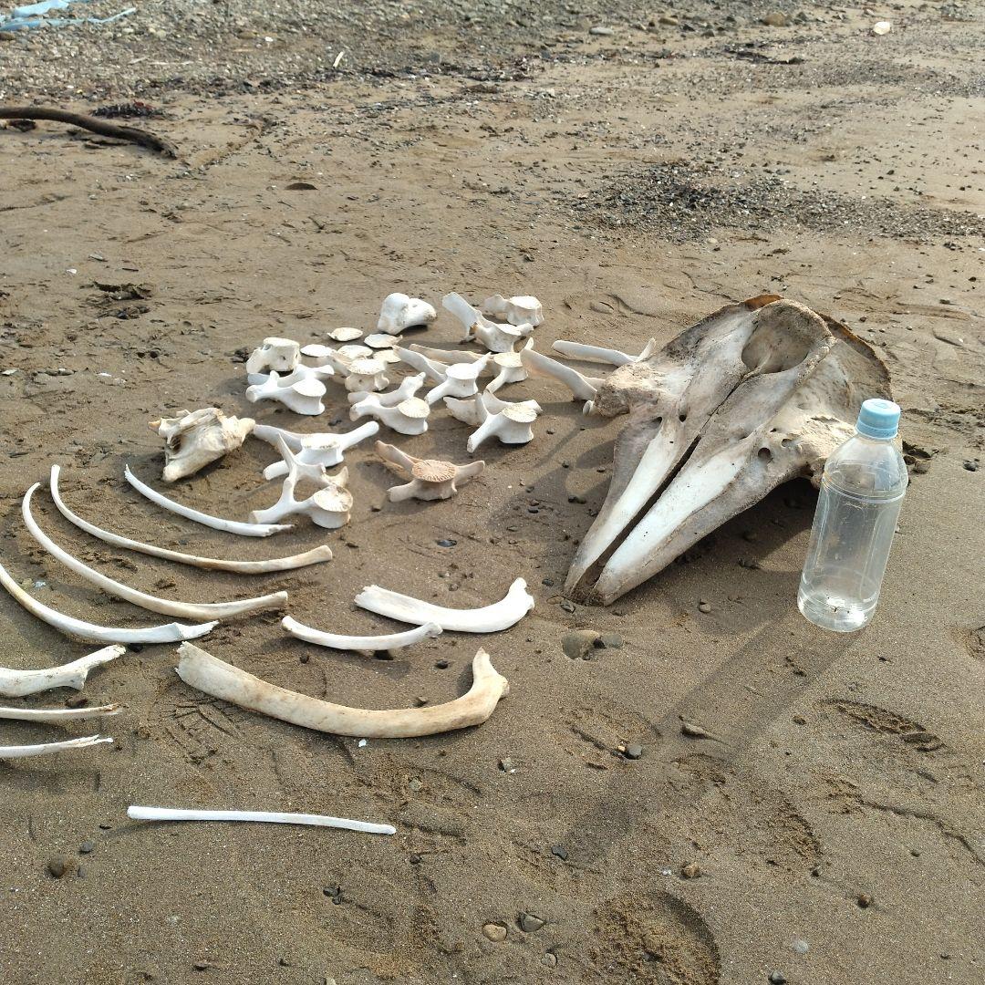 イルカの骨　セット売り