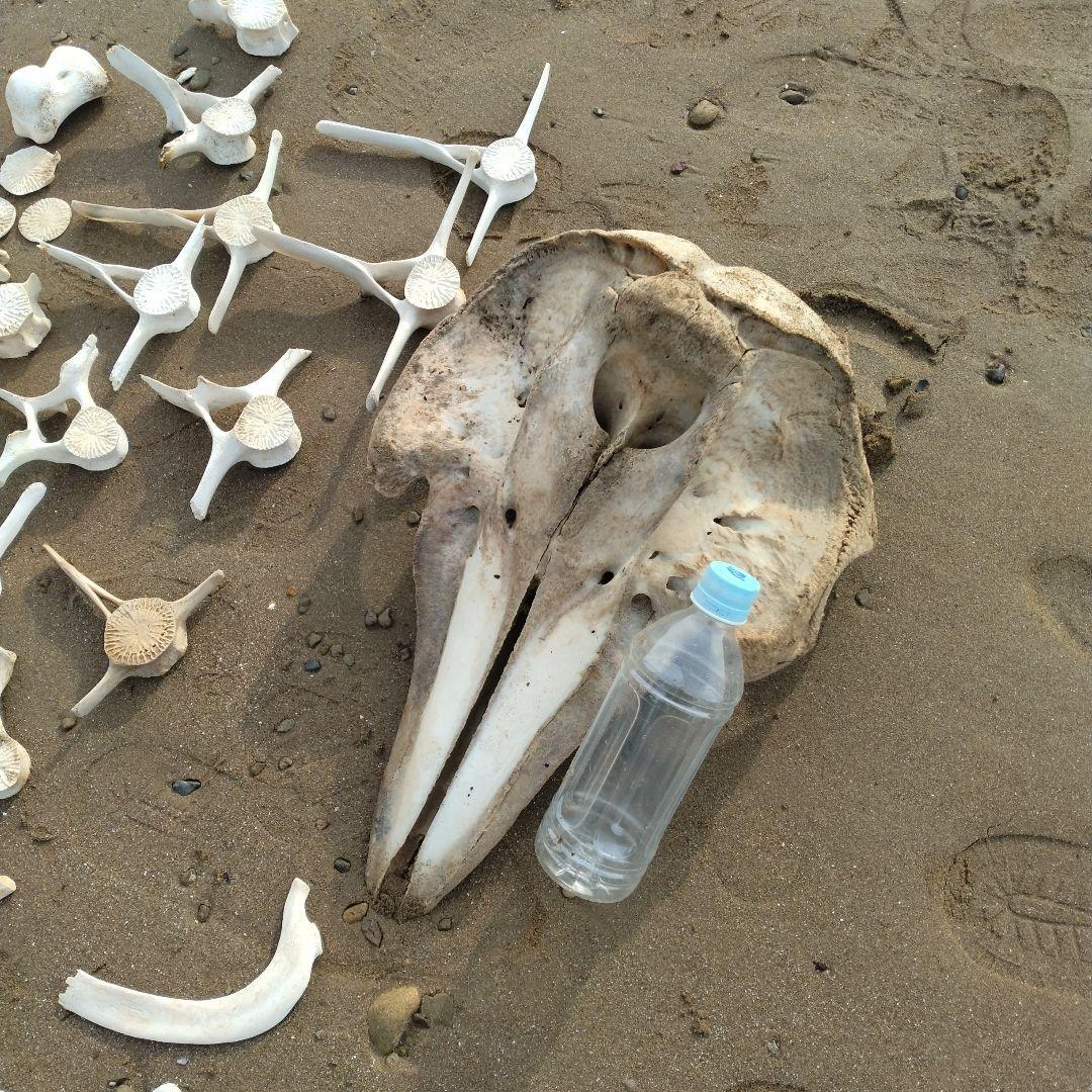 イルカの骨　セット売り