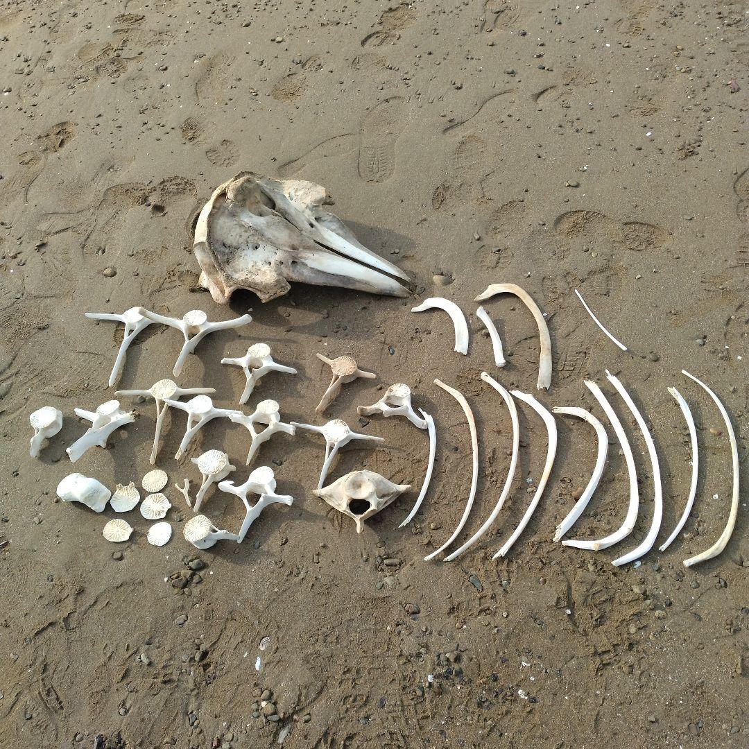 イルカの骨　セット売り