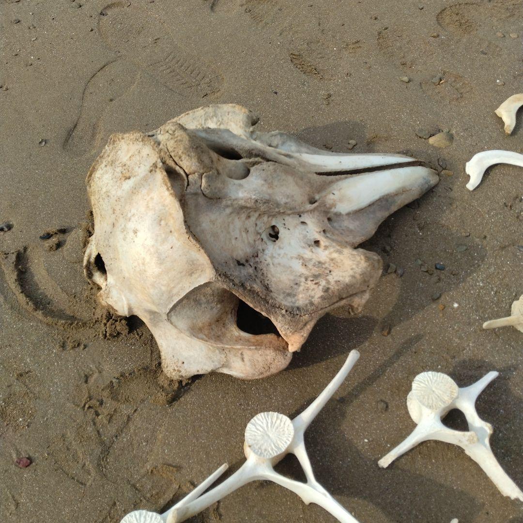 イルカの骨　セット売り