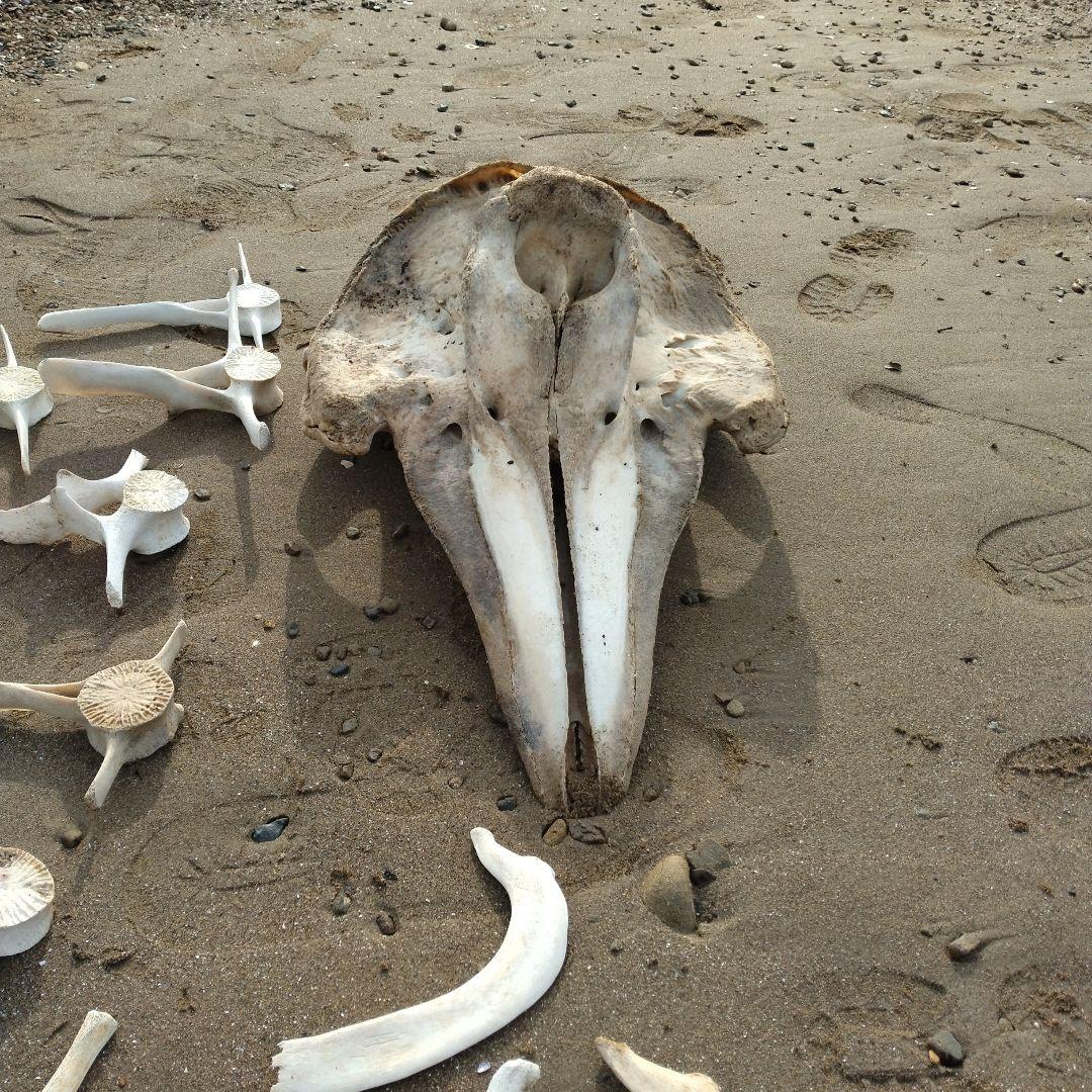 イルカの骨　セット売り