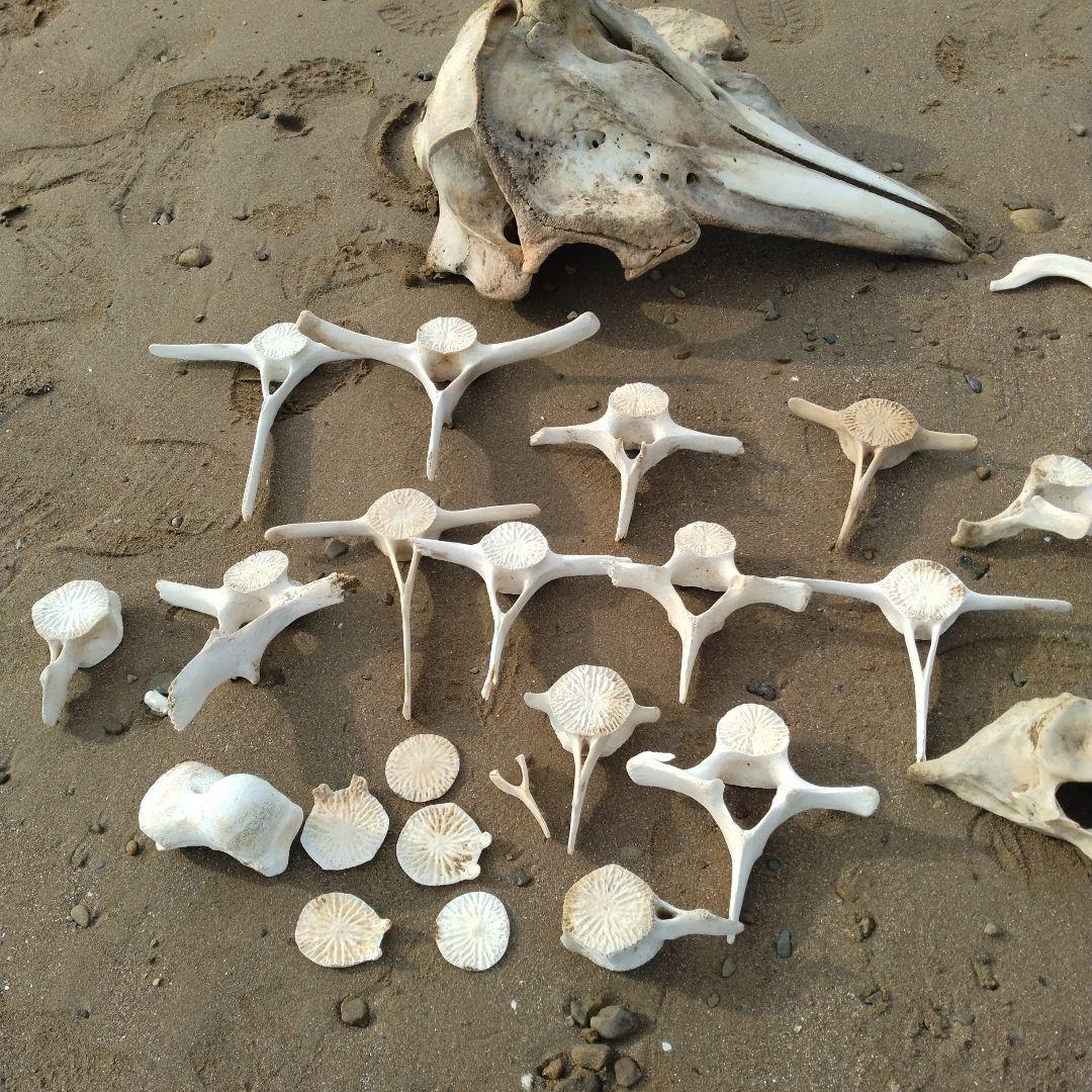 イルカの骨　セット売り