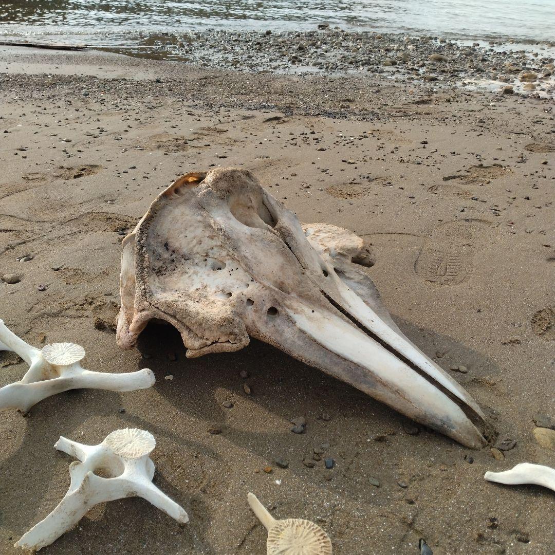 イルカの骨　セット売り