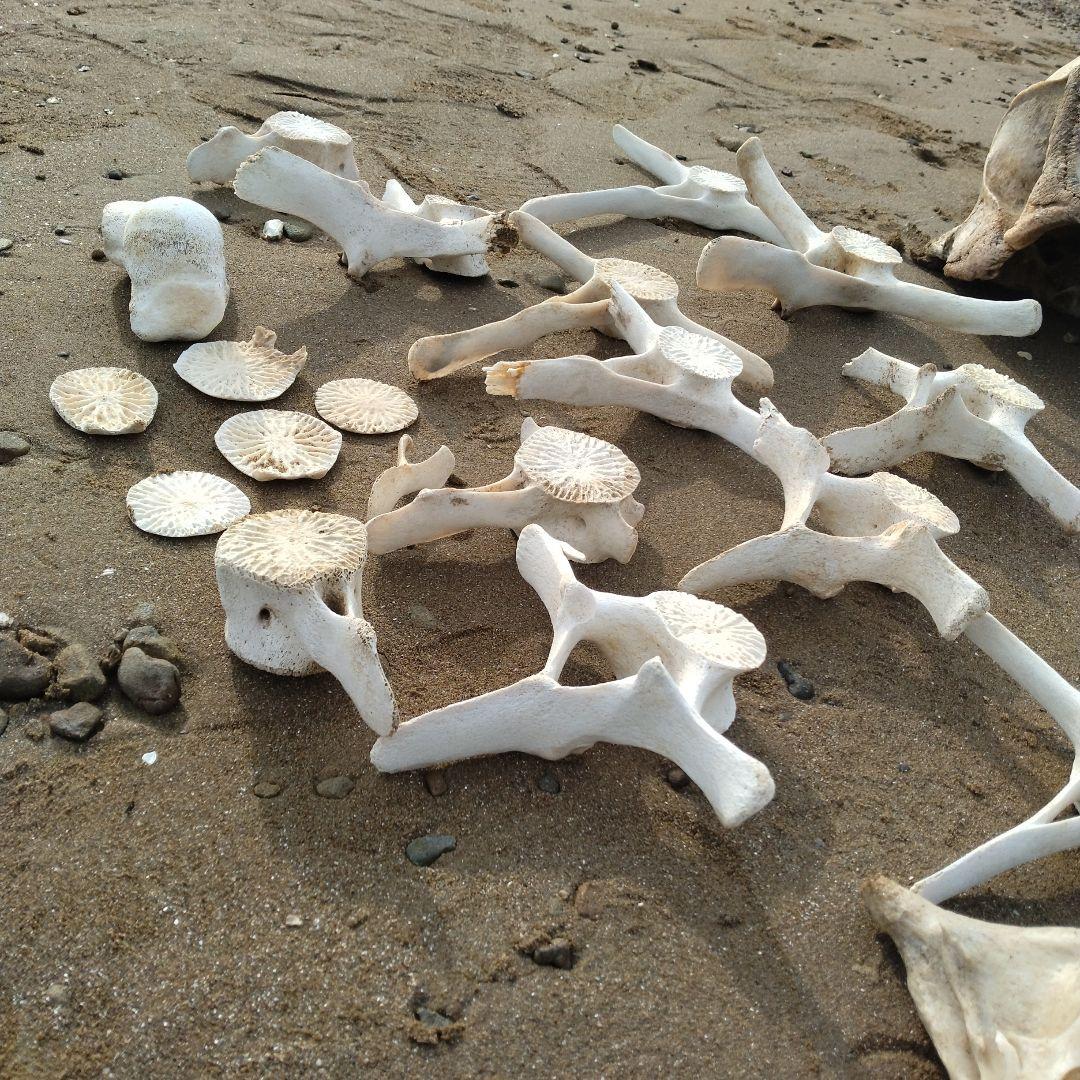 イルカの骨　セット売り