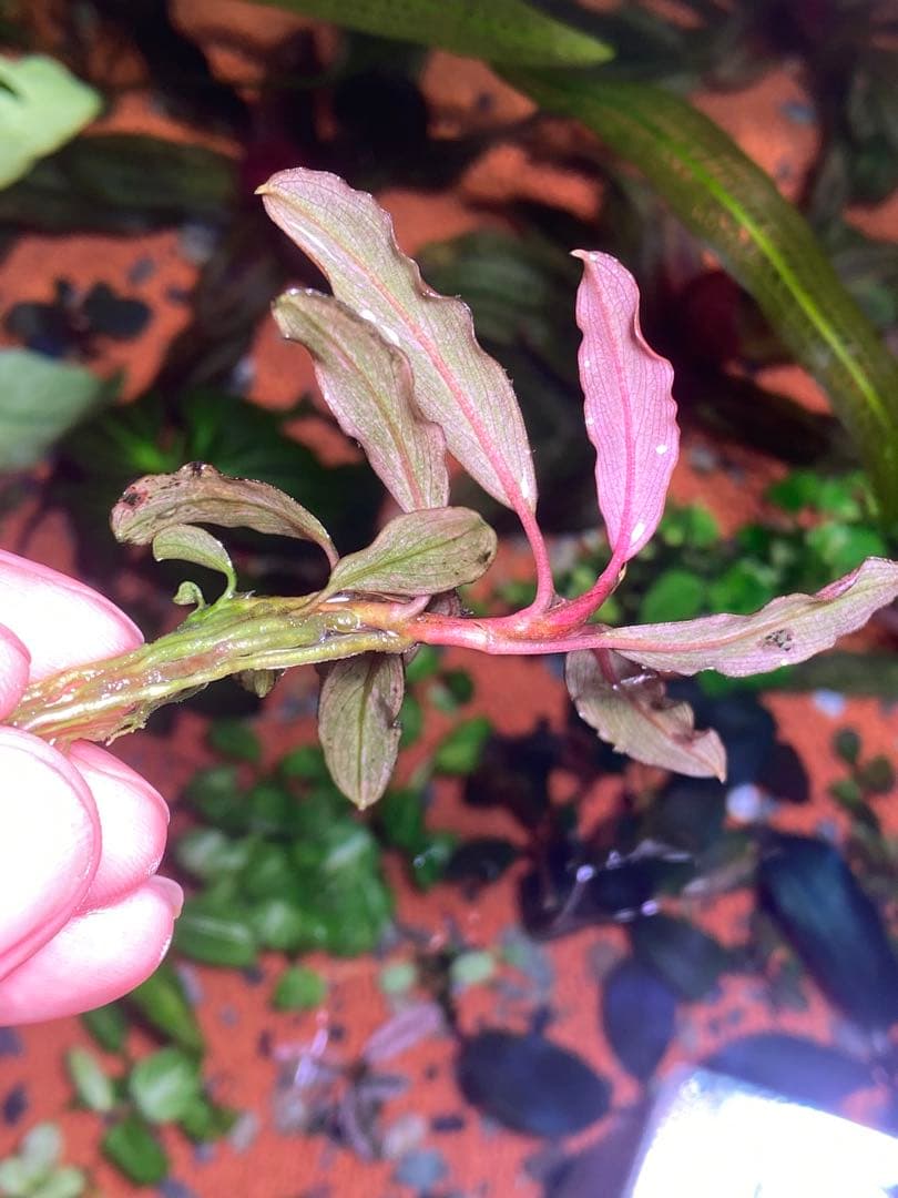 ブセファランドラｓｐ. ピンクバリエガータ斑入り