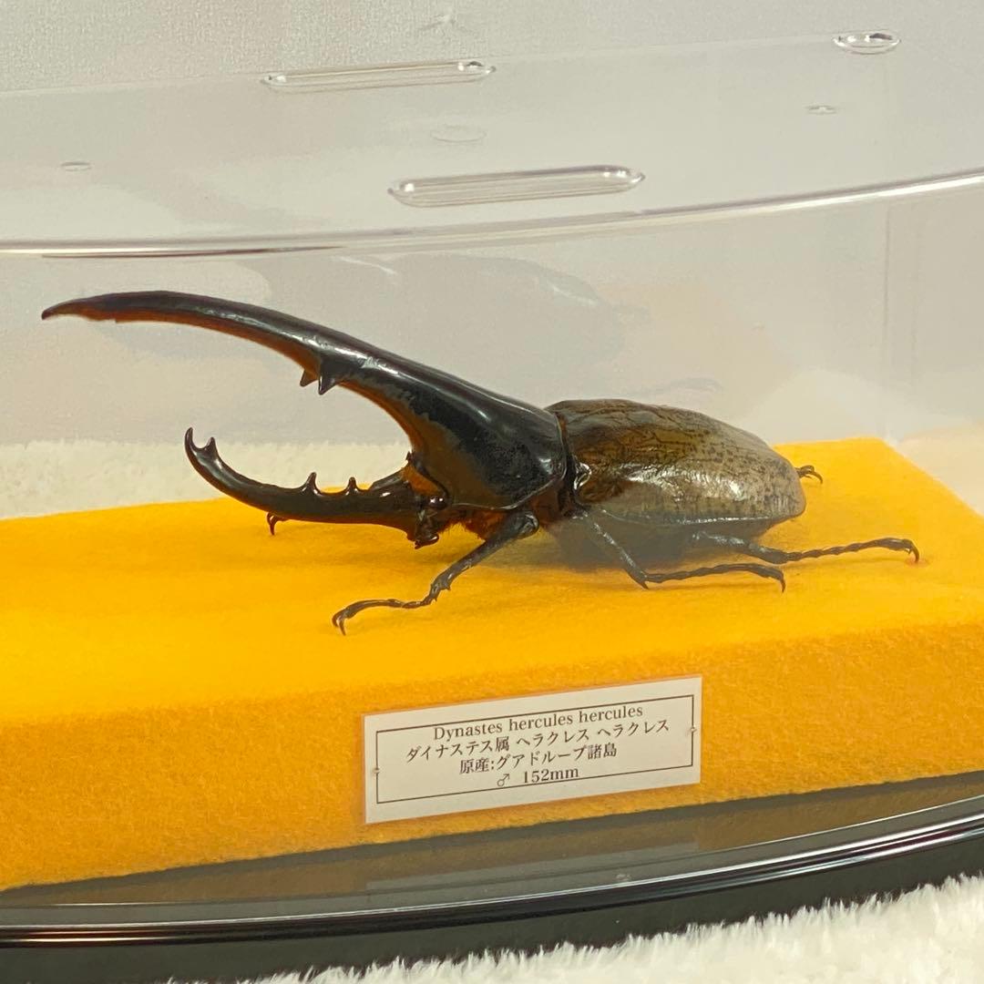 【大型】ヘラクレスオオカブト（ヘラクレス）のオブジェ（標本）