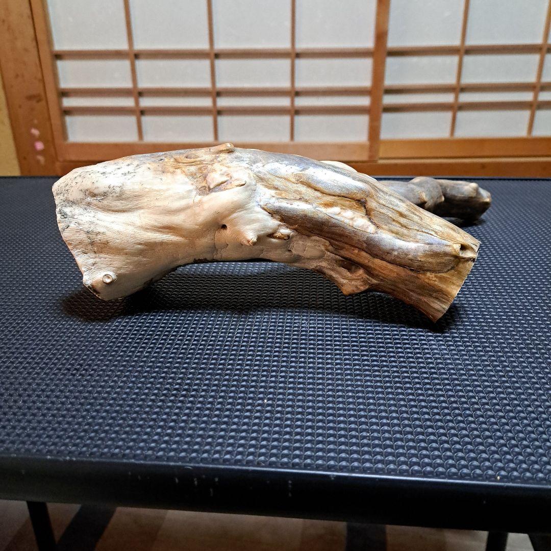 【希少】深海松レインボーコーラル 2.2㎏ 根付け原木(太23cm/細10cm)