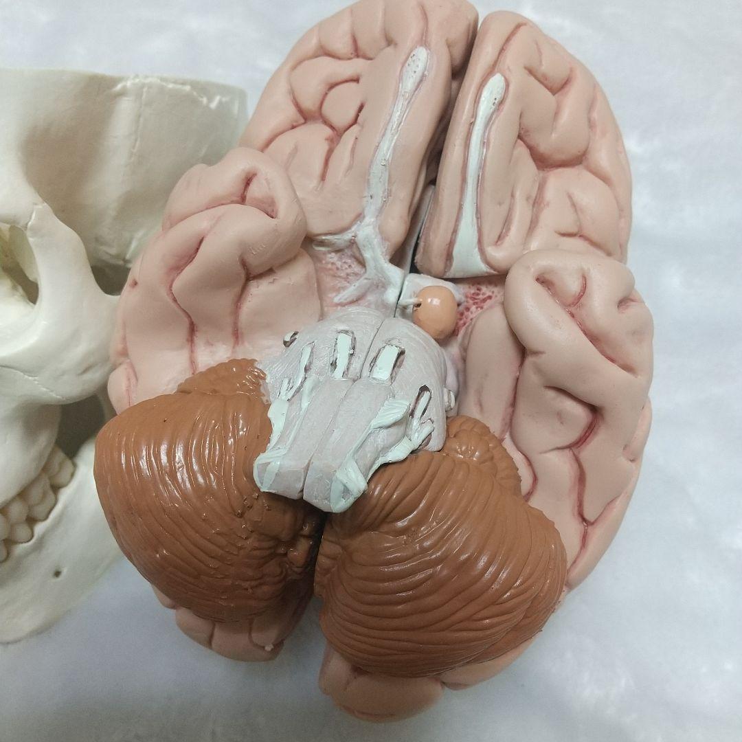 頭蓋骨　脳　模型　セット　3B Scientific Anatomy 人体解剖学