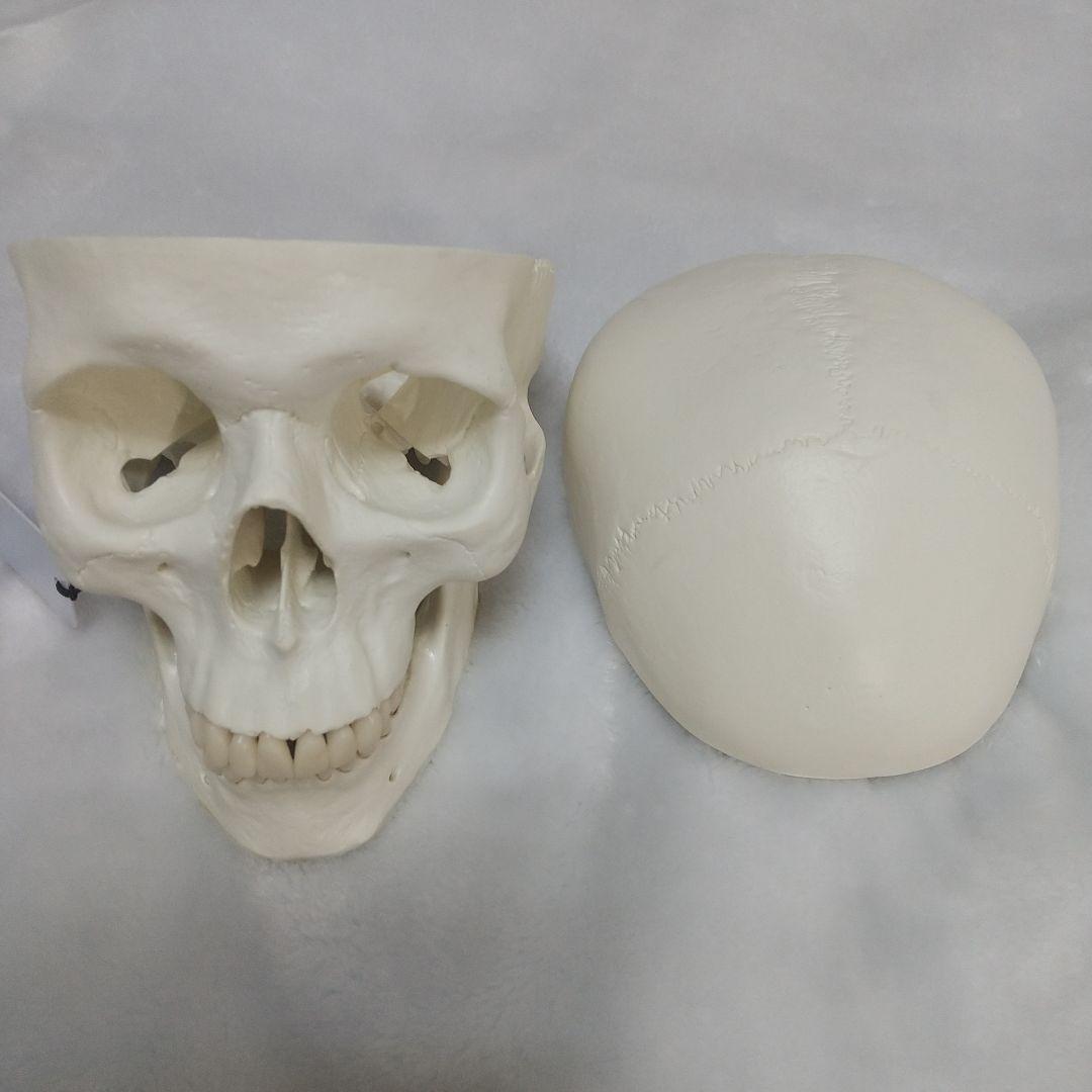 頭蓋骨　脳　模型　セット　3B Scientific Anatomy 人体解剖学