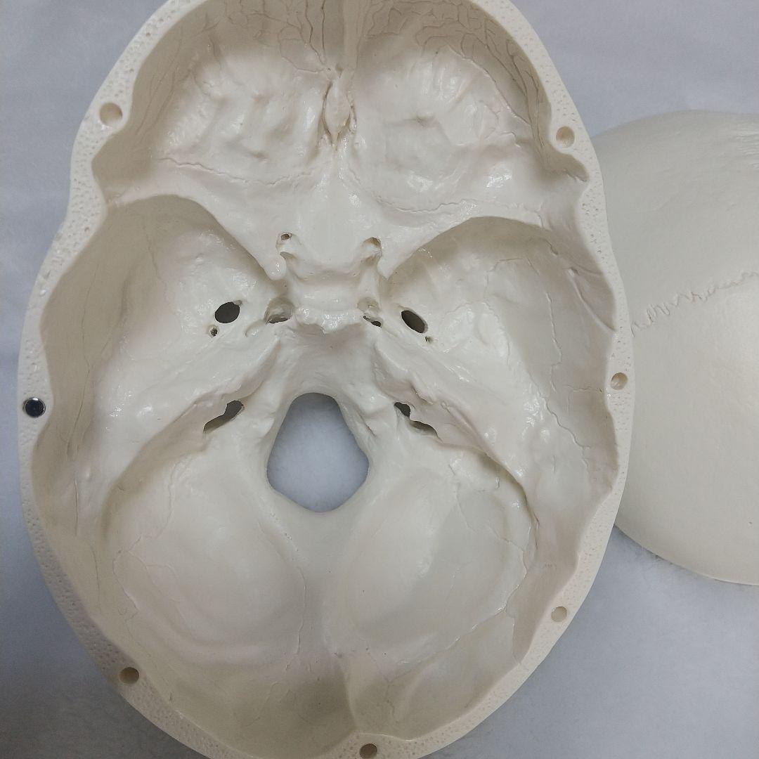 頭蓋骨　脳　模型　セット　3B Scientific Anatomy 人体解剖学