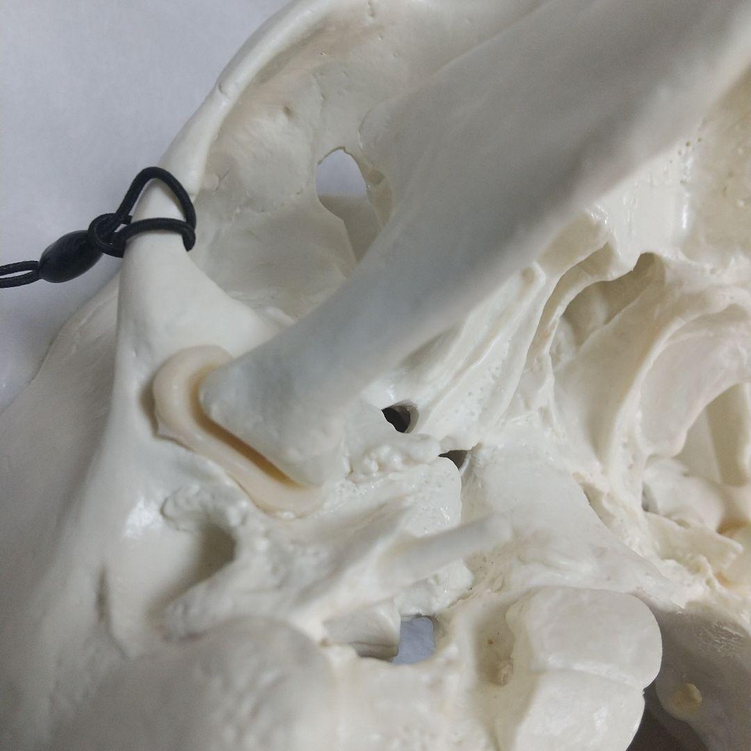 頭蓋骨　脳　模型　セット　3B Scientific Anatomy 人体解剖学