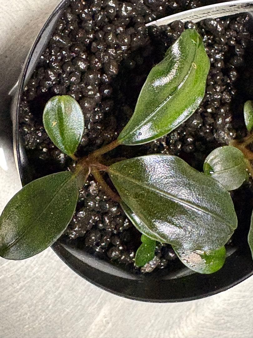 水草 Bucephalandra sp. Super Dark Blue