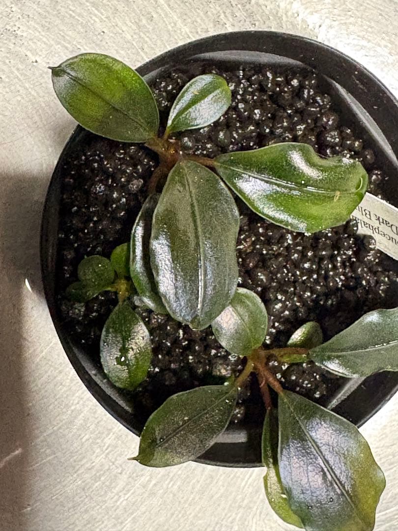 水草 Bucephalandra sp. Super Dark Blue