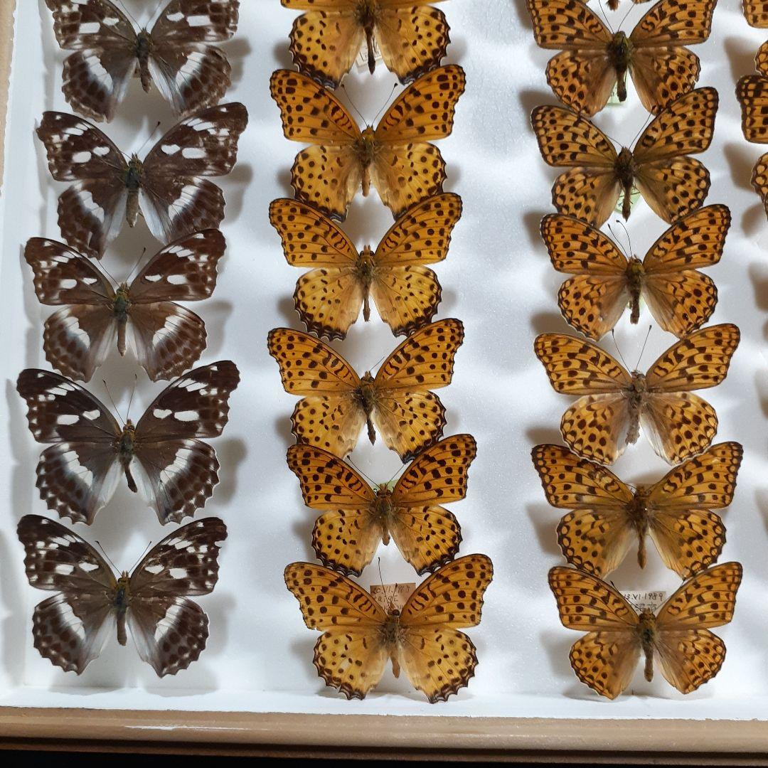 蝶標本　ヒョウモンチョウ類　12種114頭。大型ドイツ標本箱２箱入りセット