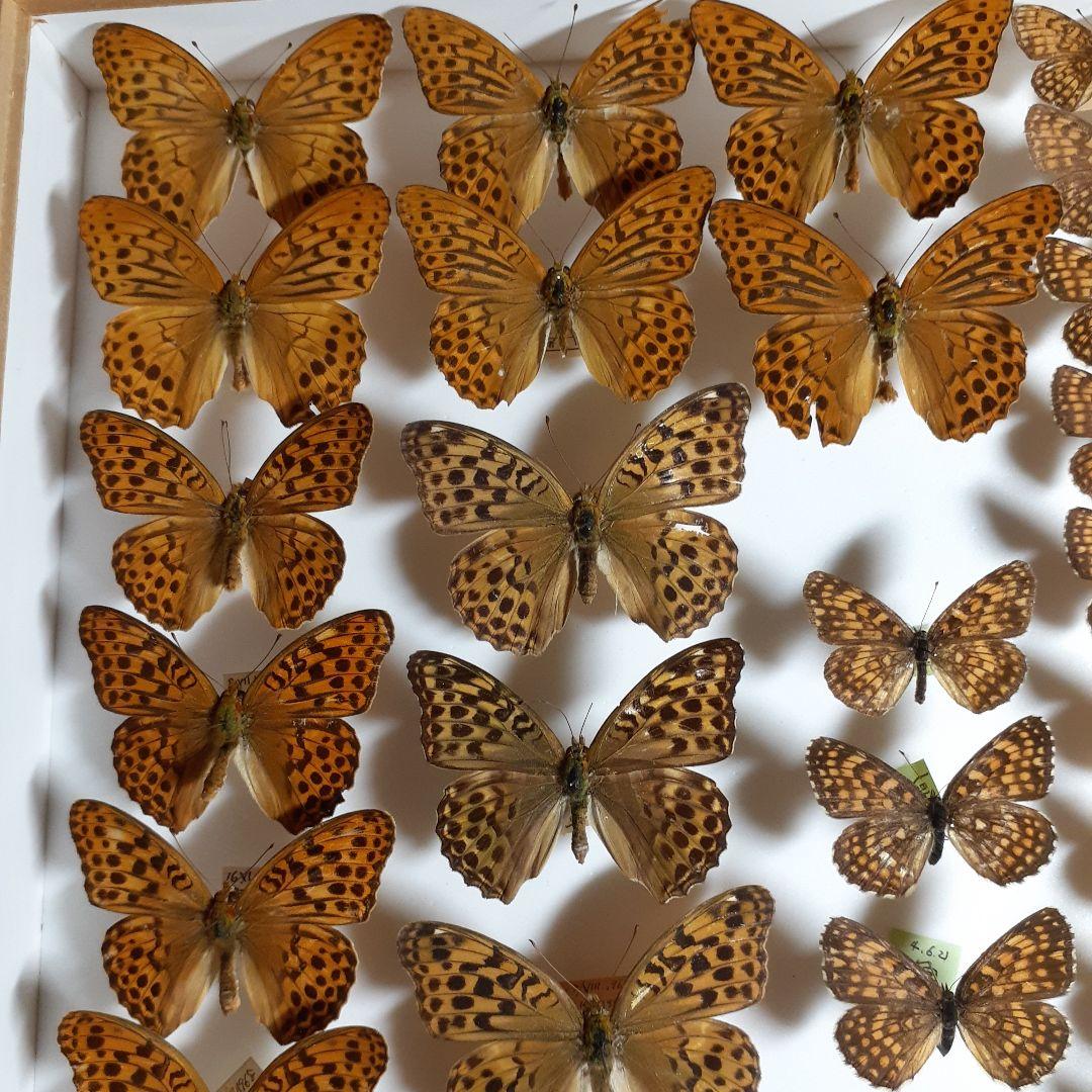 蝶標本　ヒョウモンチョウ類　12種114頭。大型ドイツ標本箱２箱入りセット