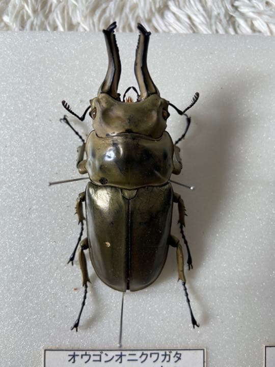 オウゴンオニクワガタ　約75㎜（針穴無し）
