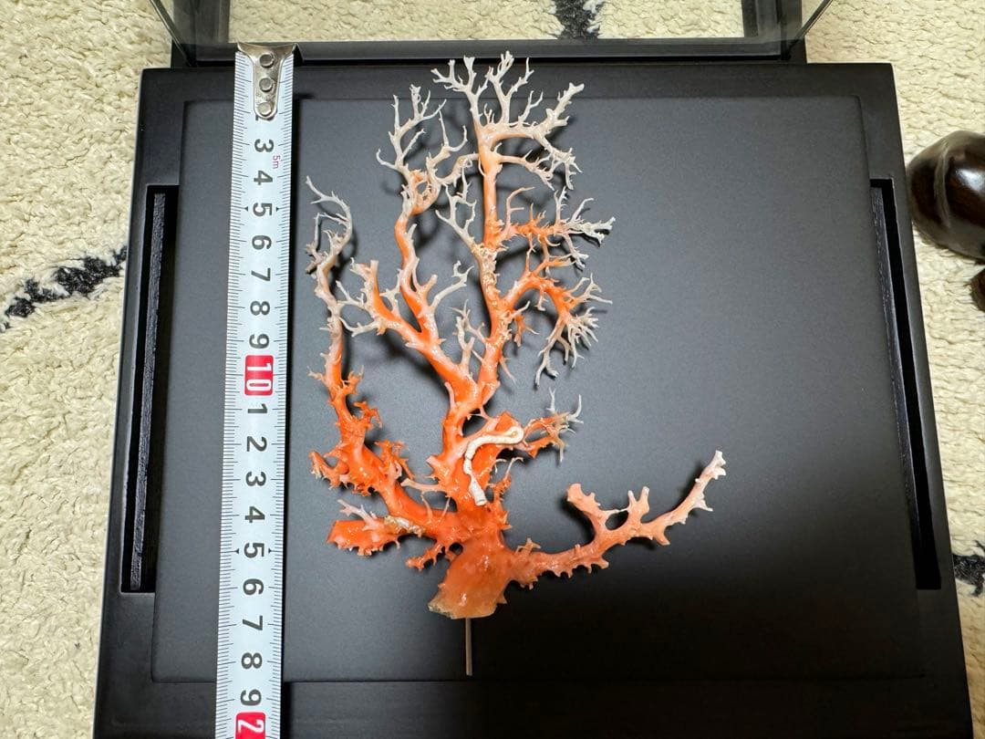 縁起物　赤珊瑚　桃珊瑚　原木　サンゴ