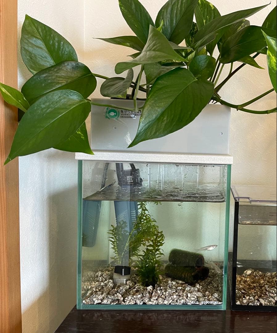 水槽　せせらぎビオトープ