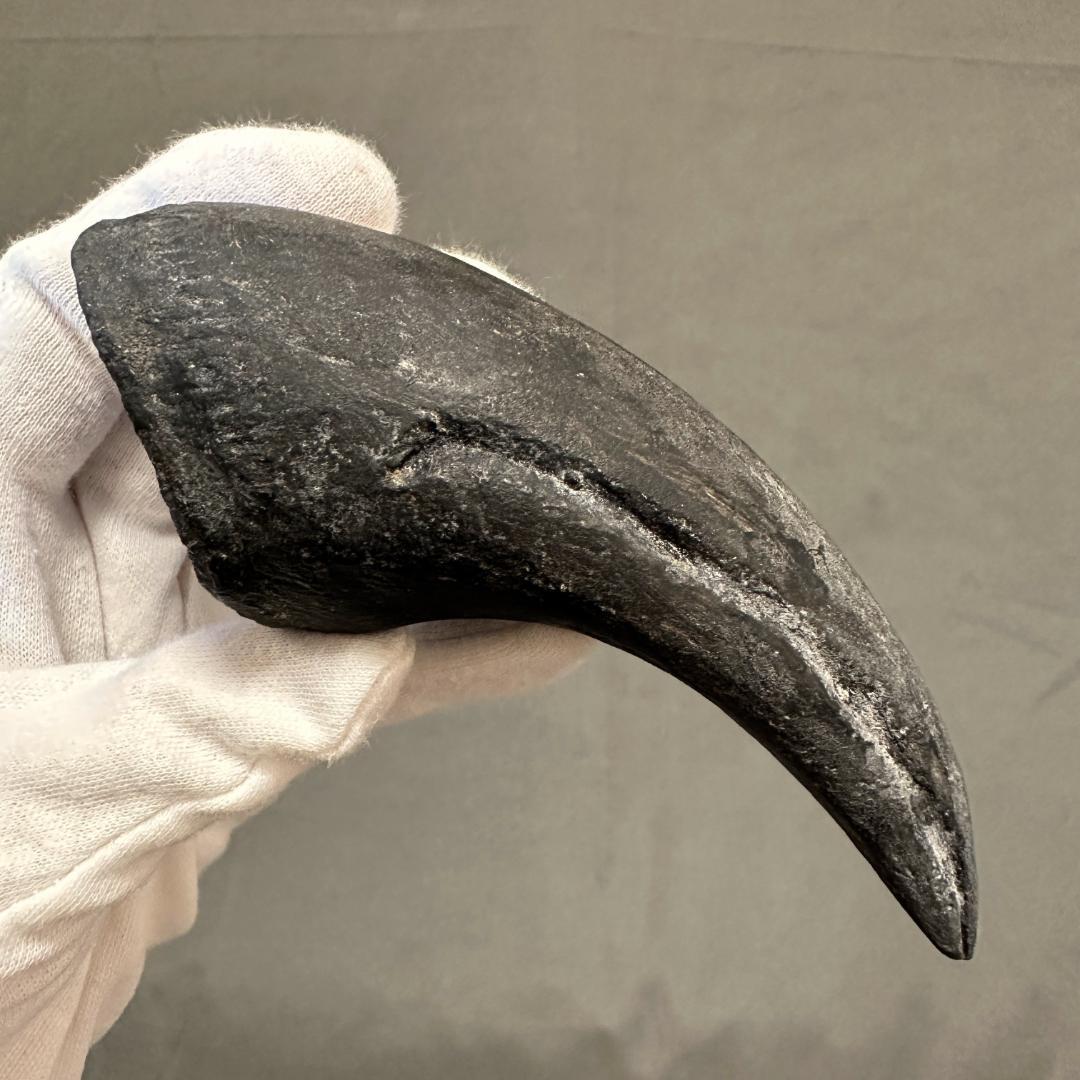 アロサウルス フットクロウ かぎ爪 化石標本 肉食恐竜 獣脚類 1499