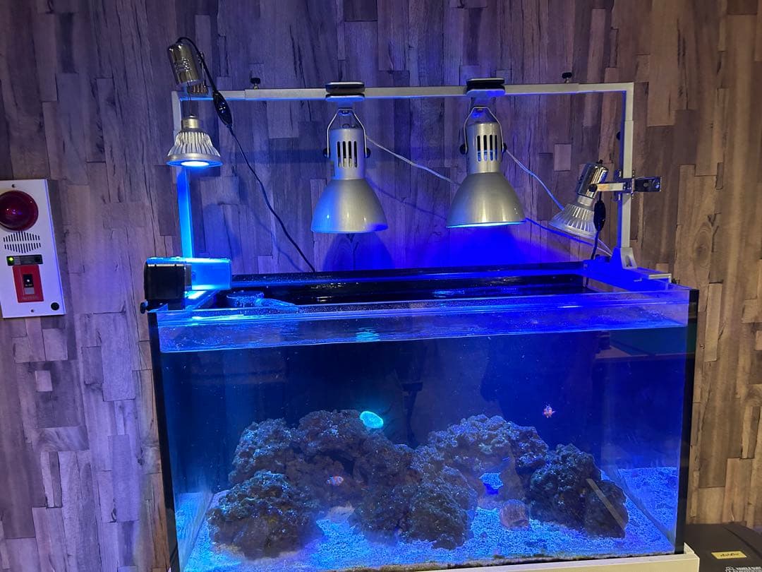 海水魚水槽フルセット早い者勝ち