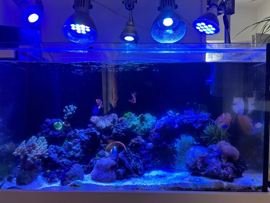 海水魚水槽フルセット早い者勝ち