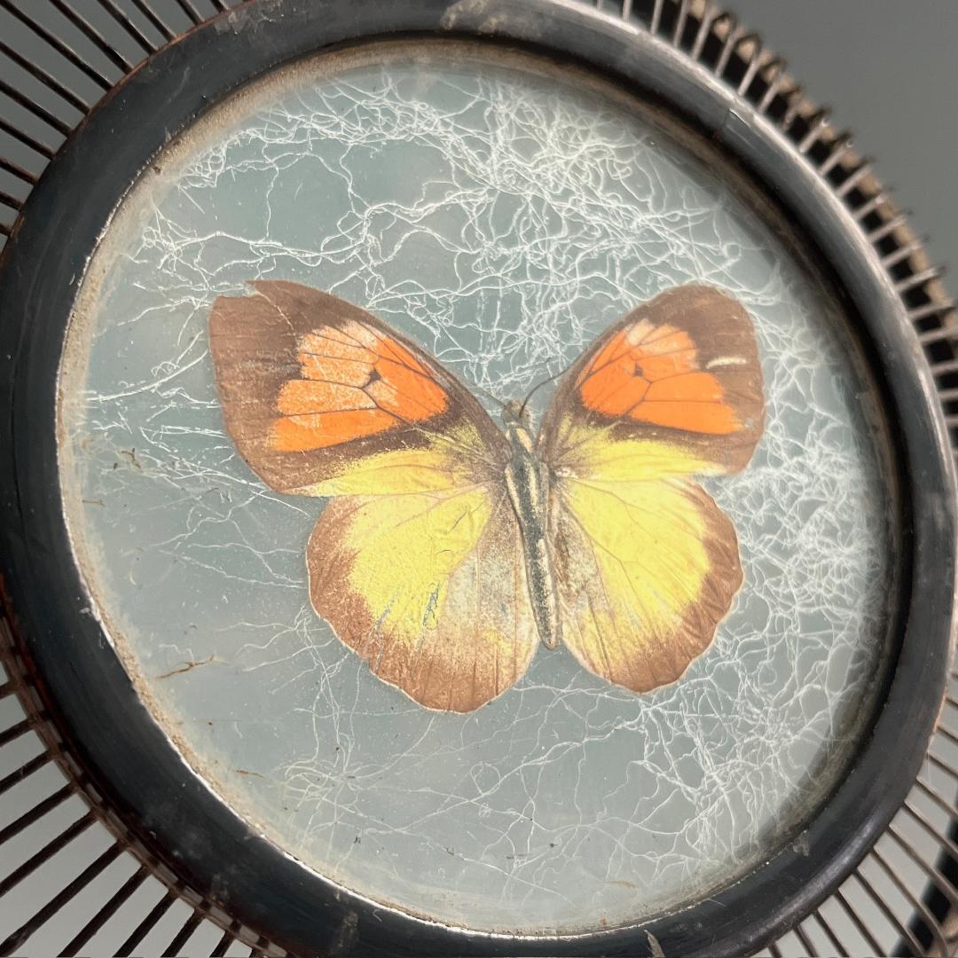 希少 蝶 駿河竹千筋細工 菓子器 明治時代 0.6㍉極小ひご竹細工家蒐集S62