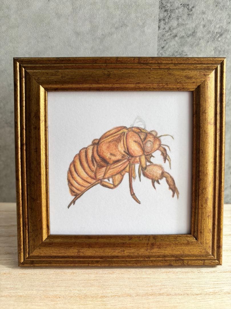 セミの抜け殻 イラスト 原画 額付き｜ハンドメイド アート インテリア｜一点もの
