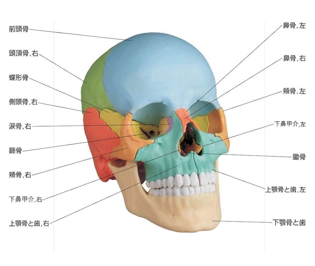 erler zimmer社　頭蓋骨模型　２２分割　マグネット式