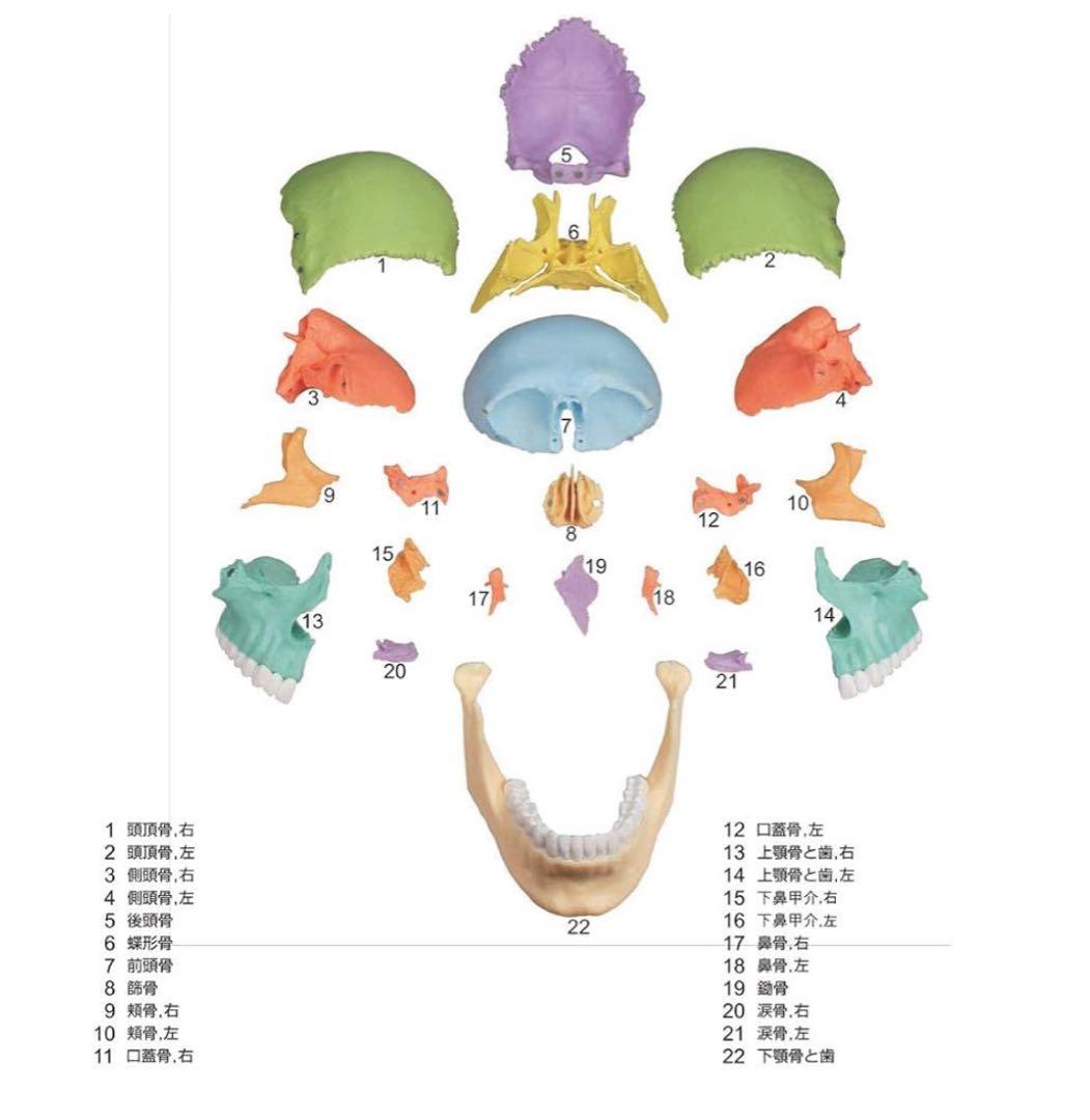 erler zimmer社　頭蓋骨模型　２２分割　マグネット式
