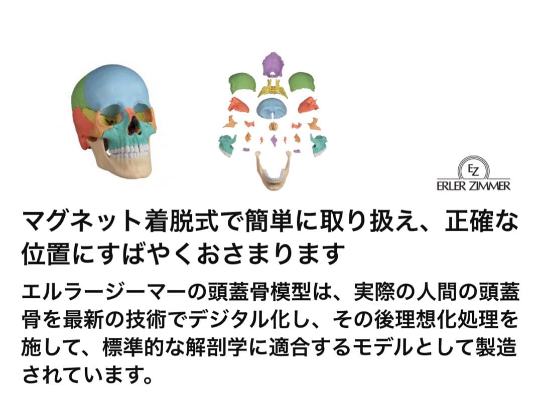 erler zimmer社　頭蓋骨模型　２２分割　マグネット式