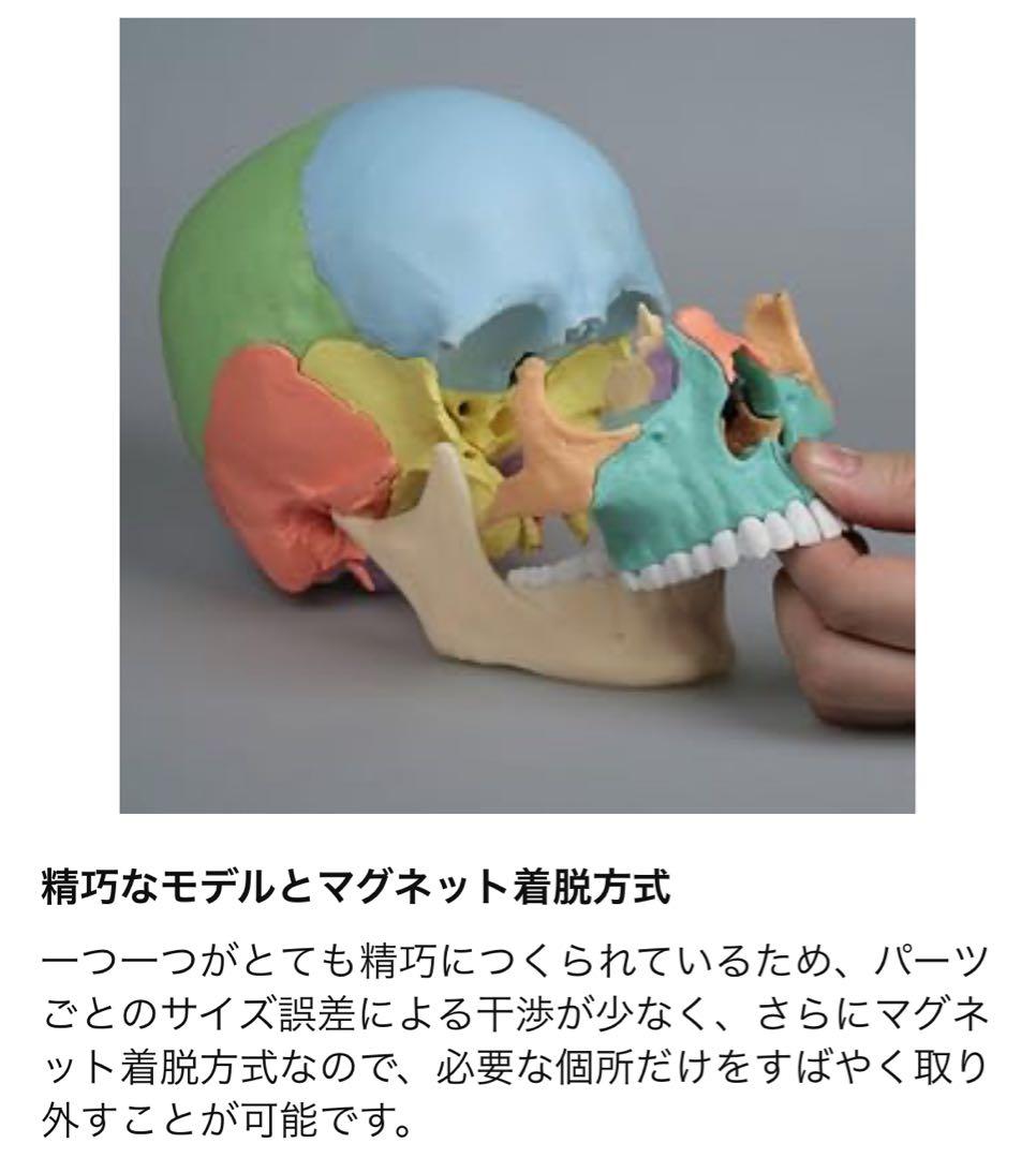 erler zimmer社　頭蓋骨模型　２２分割　マグネット式