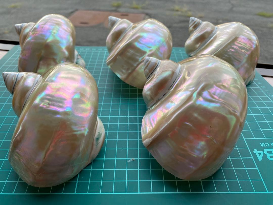 夜光貝　まとめ5個セット　サイズ11-12cm