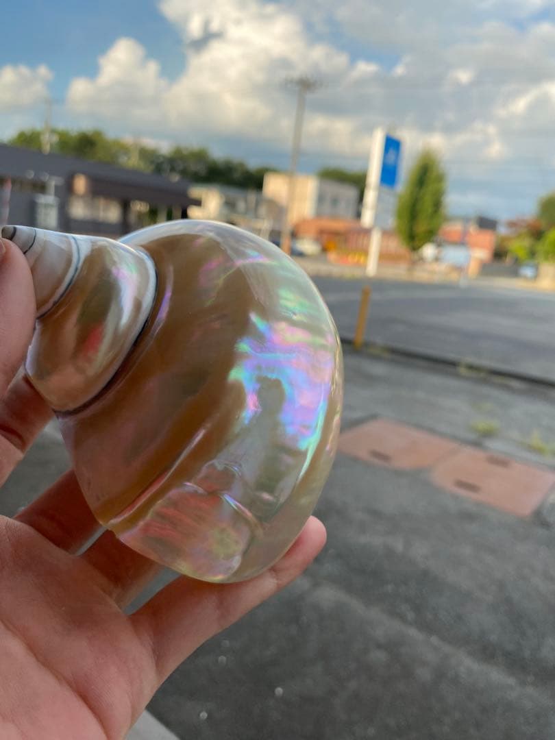 夜光貝　まとめ5個セット　サイズ11-12cm