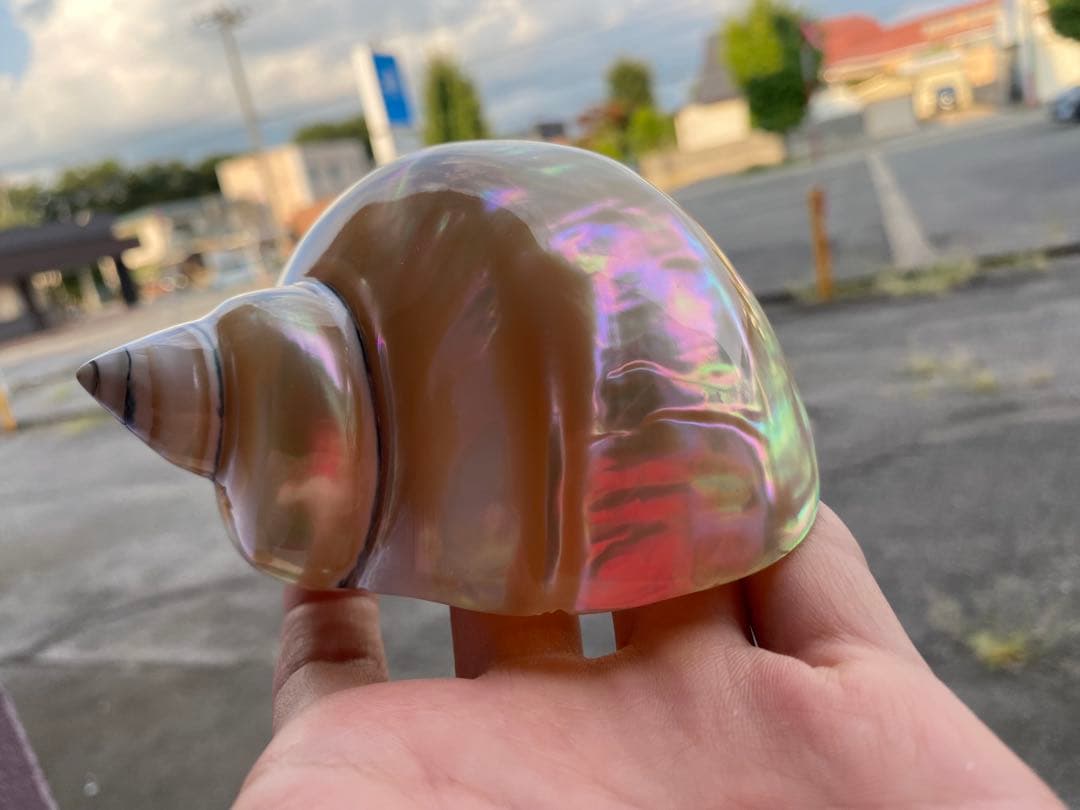 夜光貝　まとめ5個セット　サイズ11-12cm