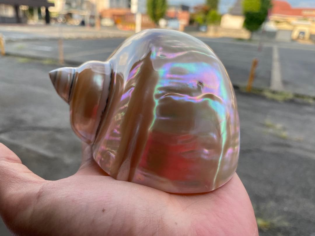 夜光貝　まとめ5個セット　サイズ11-12cm