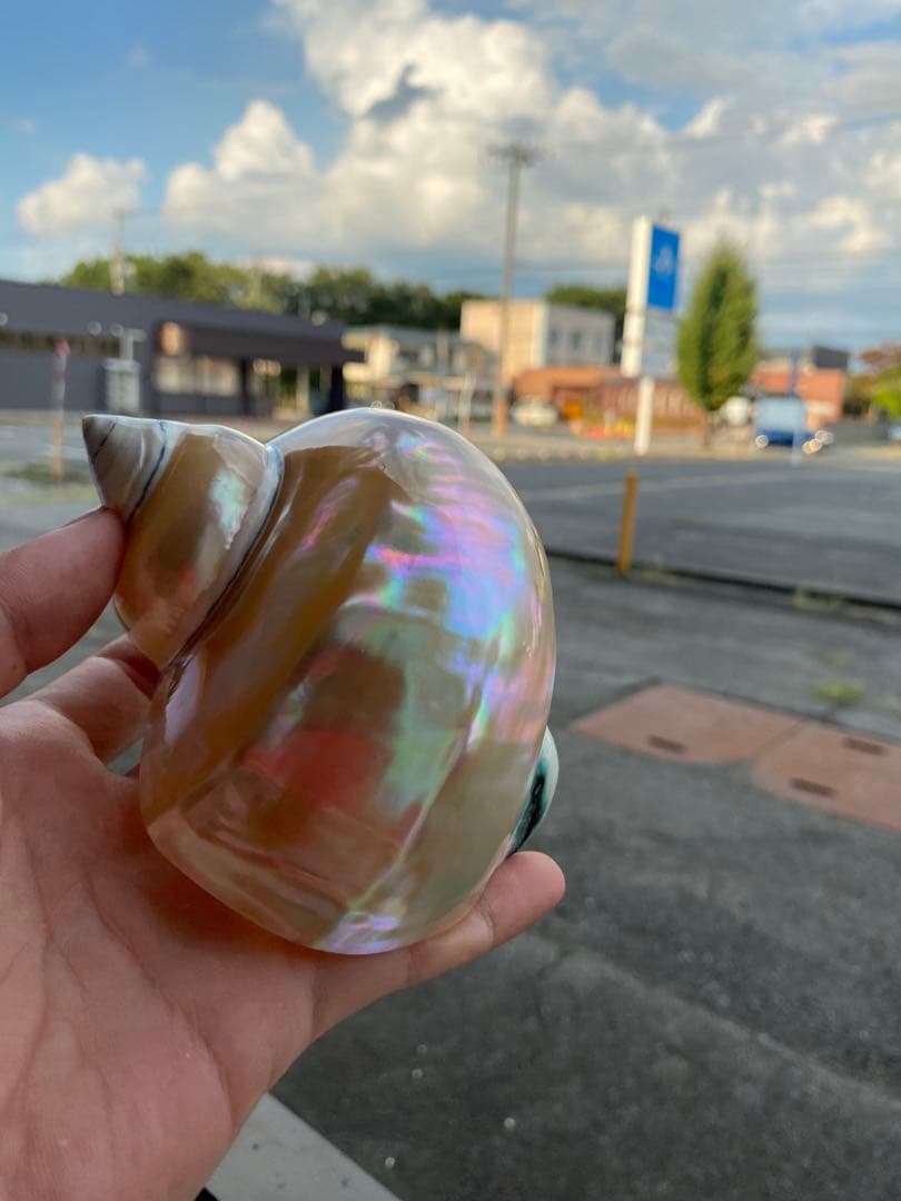 夜光貝　まとめ5個セット　サイズ11-12cm