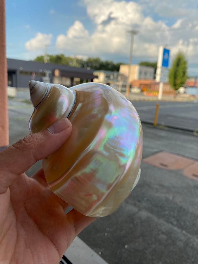 夜光貝　まとめ5個セット　サイズ11-12cm